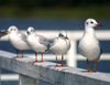 Four Seagulls Image